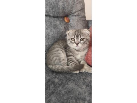 Sevecen scottish fold oğlumuza yuva arıyoruz