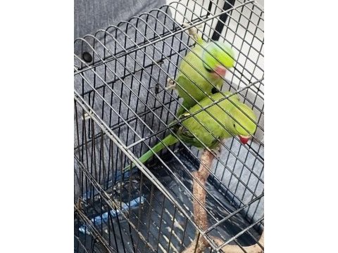 Çift pakistan papağanı