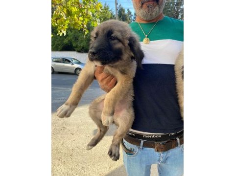 Karabaş kurtboğan cinsi kangal