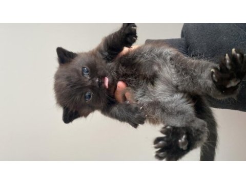 12 nisan doğumlu british shorthair