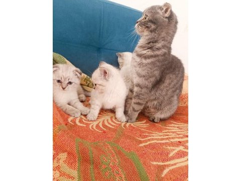 Kedimize acil yuva aranıyor 2 buçuk aylık yavrular