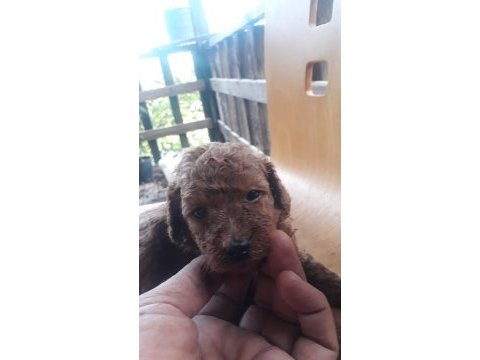 Toy poodle