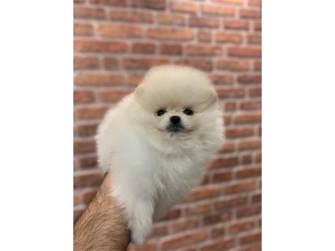 Üst düzey dişi pomeranian yavrular