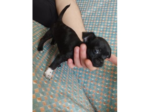 50 günlük elma kafa chihuahua