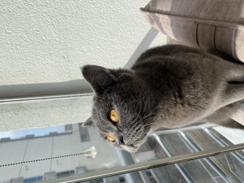 British shorthair kedisi