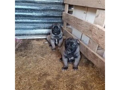Kangal köpeği yavruları yeni evini arıyor