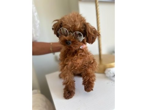 Orjinal toy poodle çocuklar