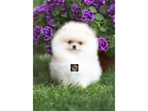 Pomeranian boo yavrumuz