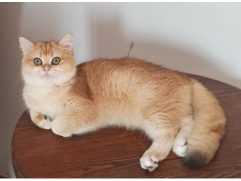 7,5 aylık british shorthair