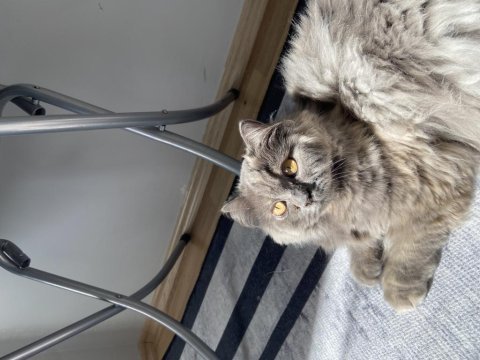 2 yaşında dişi british longhair