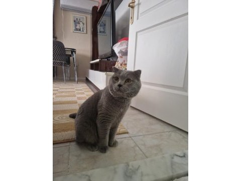 Yakışıklı erkek kedimiz