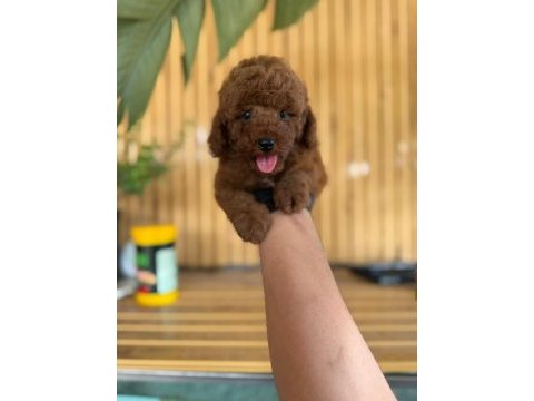 Toy poodle bebekleri referans yavru