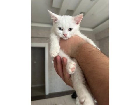 Tertemiz safkan yavrular
