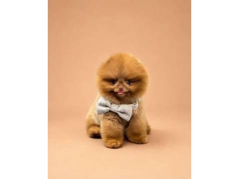 Kore ayı surat pomeranian boo yavrularımız