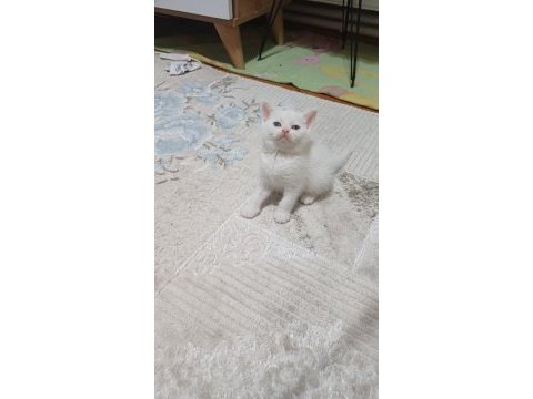 Yenı yuvasına hazır kedilerimiz