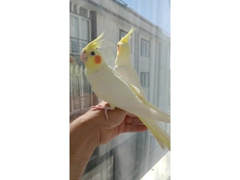 Sultan papağanı yavru ve damızlık kuslar