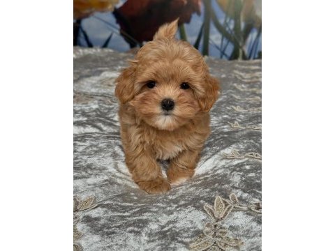Efsane maltipoo yavruları 