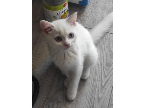 Dişi british longhair beyaz kedimiz