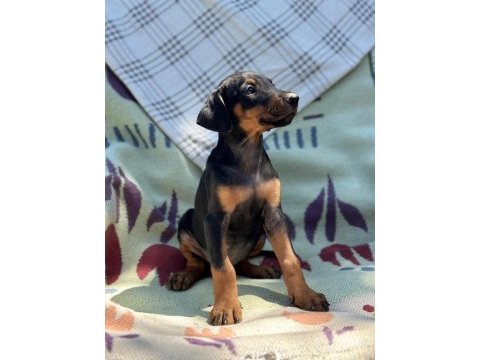 Orjinal doberman yavruları