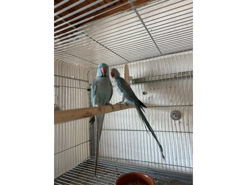 Mutasyon pakistan papağanı takım