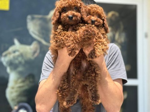 Üst kalite toy poodle yavrularımız