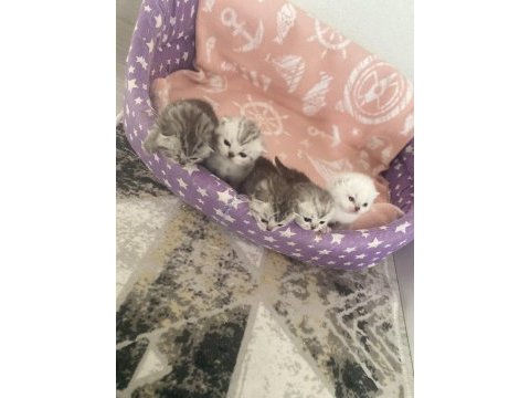 Aile arayan british shorthair bebişler