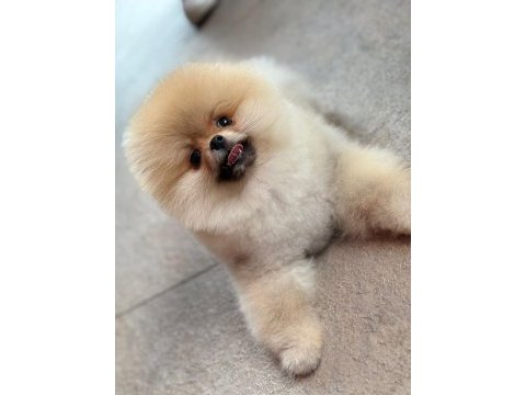 Üretim çiftliğinden efsane ayı surat pomeranian
