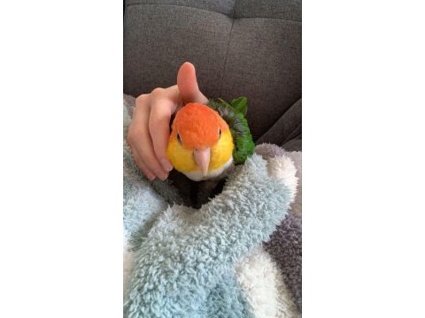 Kayık papağanı caique