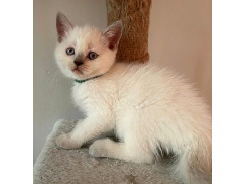 Teslime hazır uygun british shorthair bebekler