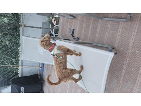 Poodle köpeğimiz 9 aylık