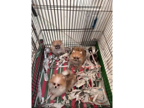 Sağlıklı anne baba garantili dünyalar güzeli pomeranian