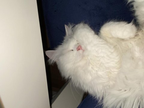 Chinchilla dişi kedimiz