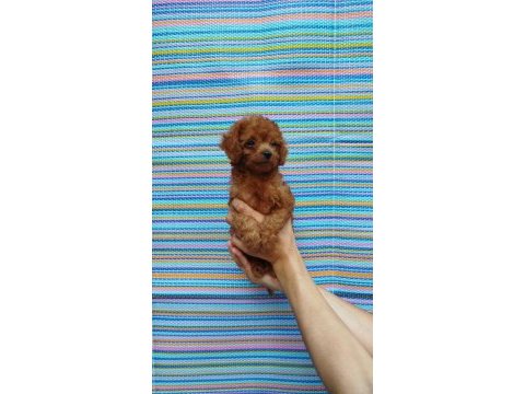 Teacup korekan poodle yavrularım