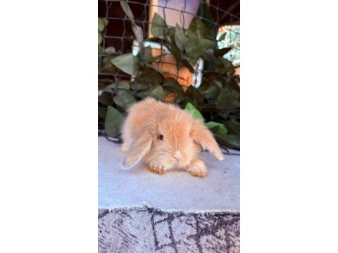 Orjınal hollanda teddy lop tavşan yavrular