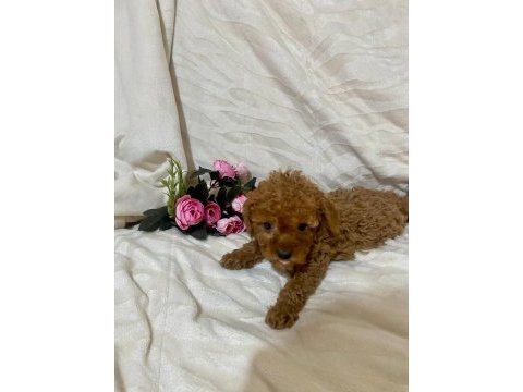 Cici kızımız toy poodle
