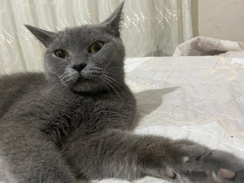 Dişi british shorthair cinsi