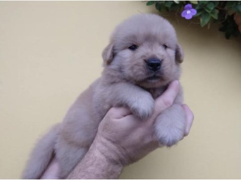Golden retriever yavrular baby face