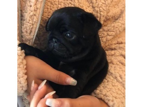 Ev ortamından pug yavrularımız