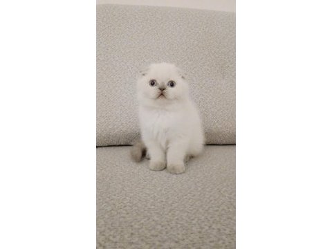 Maviş gözlü scottish fold yavrum yeni ailesini arıyor