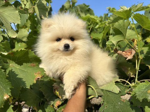 Pomeranian boo köpekler