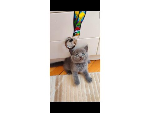Gri lilac dişi erkek safkan yavrular