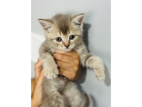 Oyuncak gibi yavru scottish fold kedimiz
