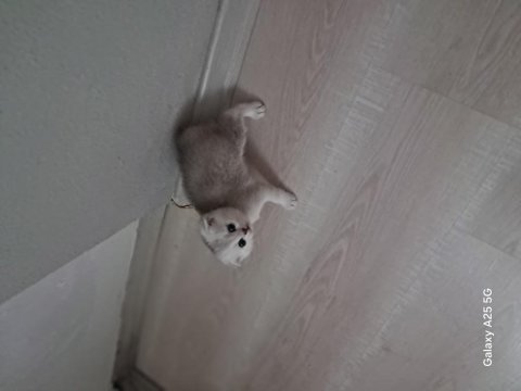 Scottish fold yavrumuz yeni yuvaya gitmeye hazır