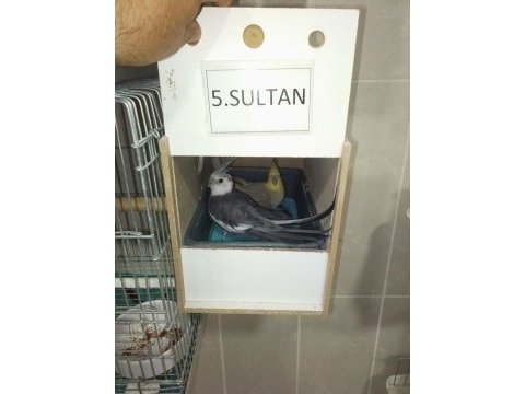Damızlık sultan papağanlar