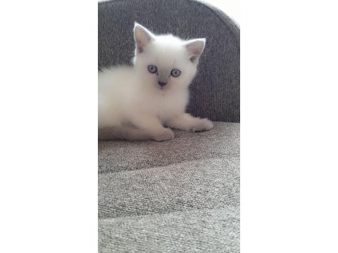 55 günlük blue point yavrular british shorthair