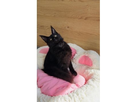 Değerini bilene özel black maine coon bebekleirm 