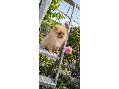 Mikro teacup sarışın güzeli pomeranian boo