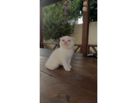 Scottish fold kedimiz