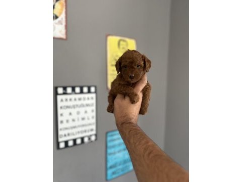 Toy poodle yavru