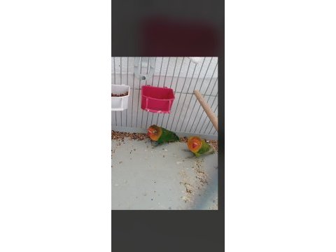 Sahibinden güzel cennet papağanları